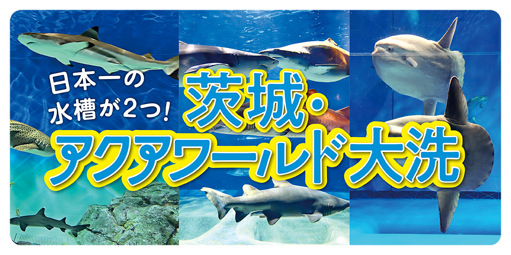 茨城・アクアワールド大洗】サメやマンボウの日本一の水槽をご紹介